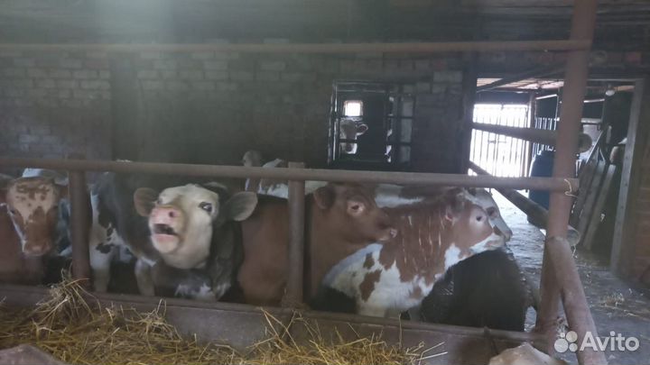 Бычки симменталы