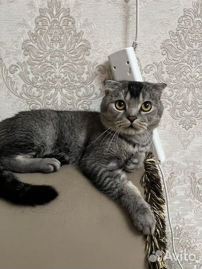 Британский вислоухий кот