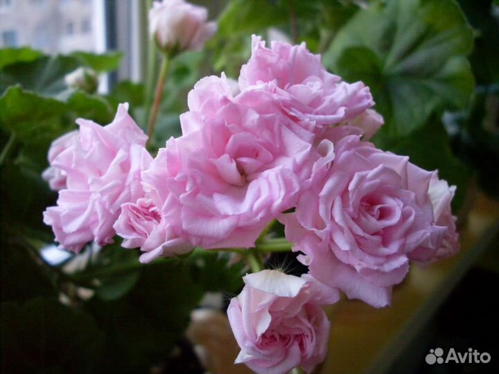 Пеларгония сортовая, иви-гибрид Milfield Rose