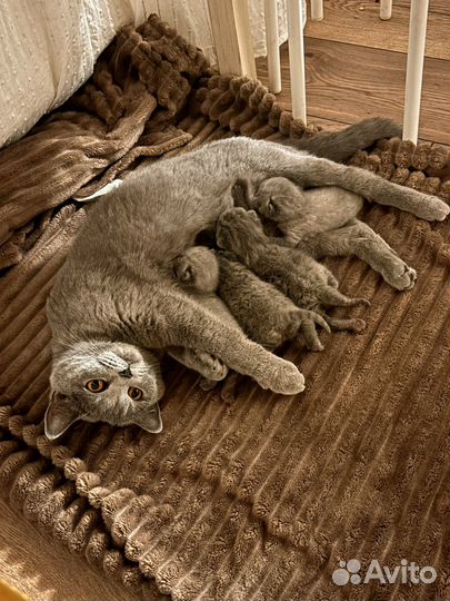 Шатланские котята