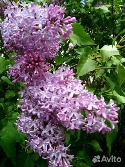 Многолетние растения Сирень белая, сиреневая