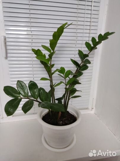 Замиокулькас