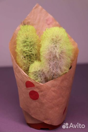 Эхинокактус