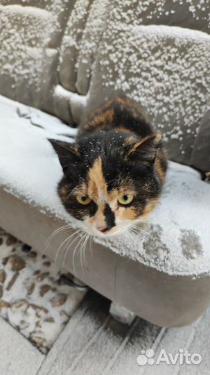 Кошка в добрые руки