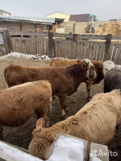 Телки и Бычки