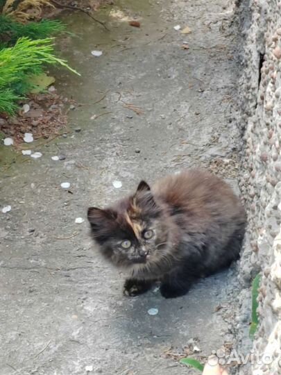 Кошка бесплатно