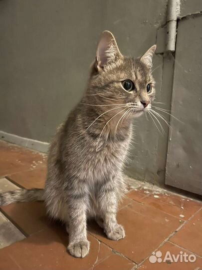 Кошка в дар бесплатно