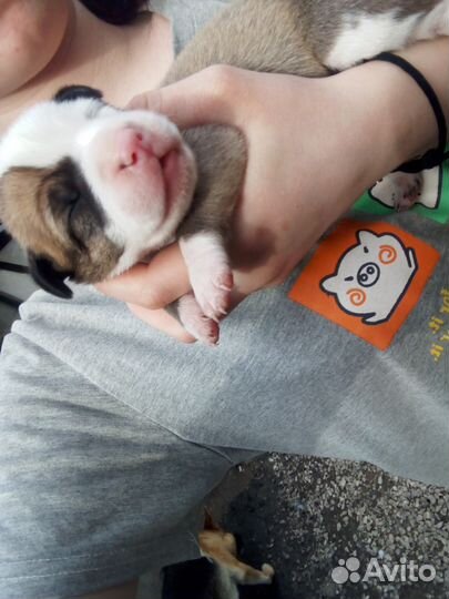 Щенки метис американский стаффордширский теперь