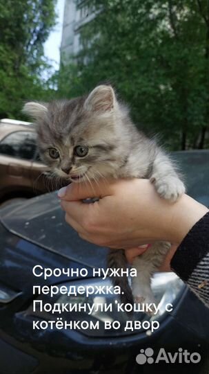 Котёнок в добрые руки
