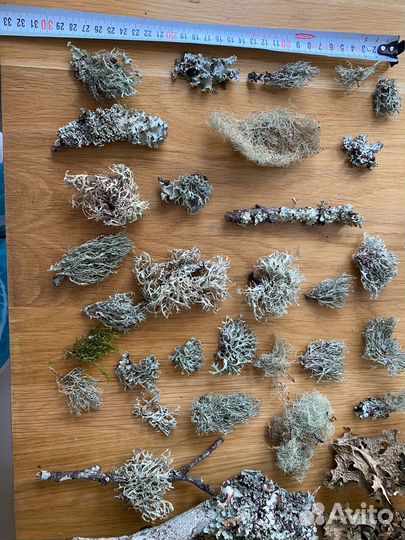 Мох и лишайники набор для творчества