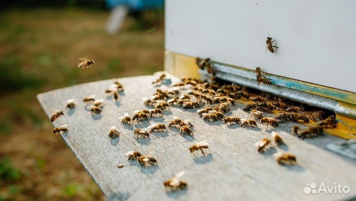 Майский жидкий мед оптом с Алтая