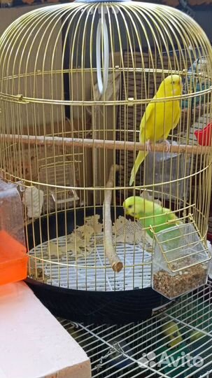 Волнистые попугаи редкого окраса + новая клетка