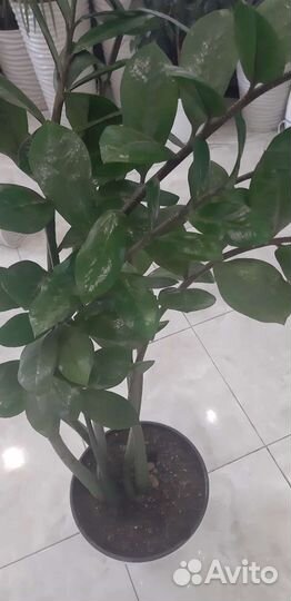 Комнатные растения цветы большие