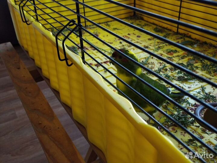 Попугай какарик