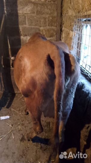 Корова стельная дойная