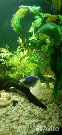 Аквариум с рыбками