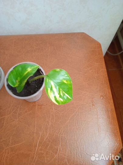 Сциндапсус золотистый