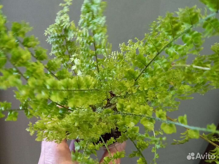 Домашние цветы