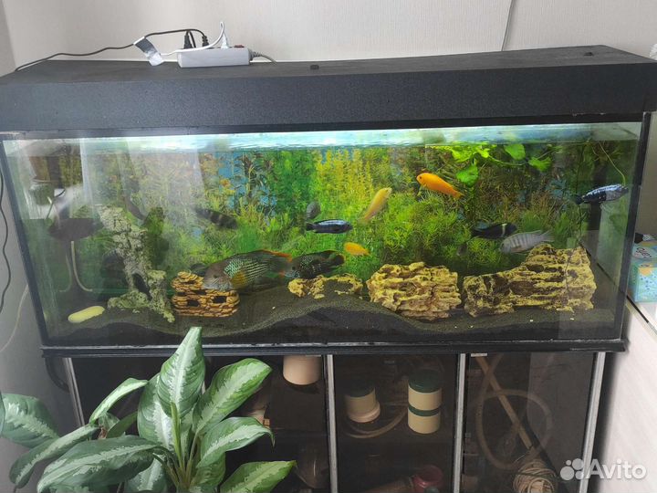 Продам аквариум со всем содержимым