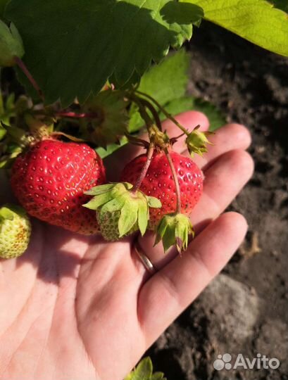 Саженцы крупной клубники земляники окс
