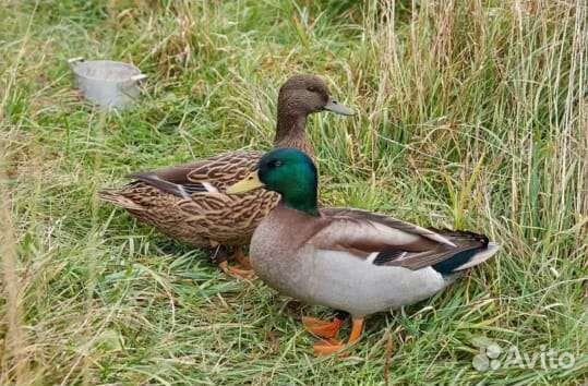 Дикие утята