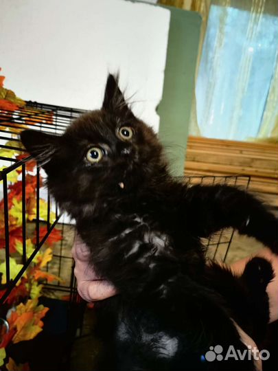 Котенок мальчик в дар