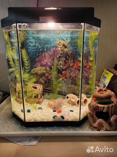 Аквариум с рыбками