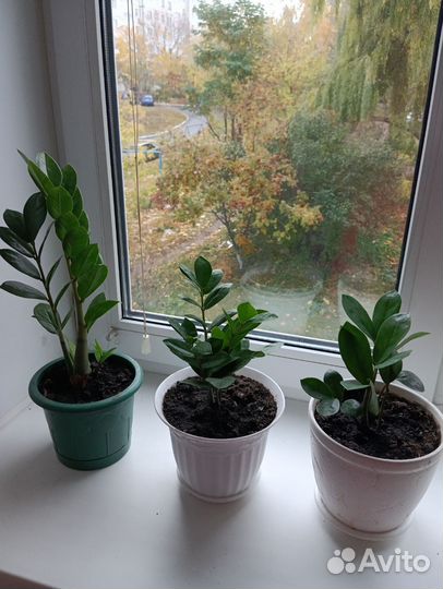 Драцена, сансевьера, долларовое дерево