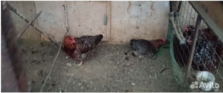 Цыплята от породных кур