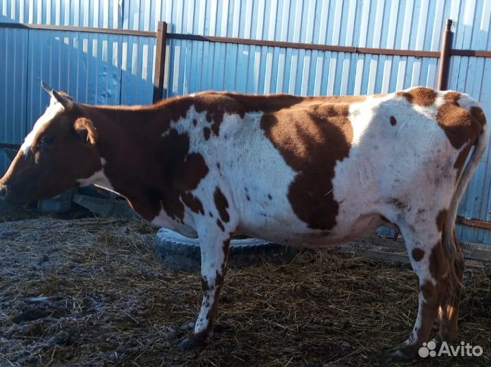 Коровы дойные