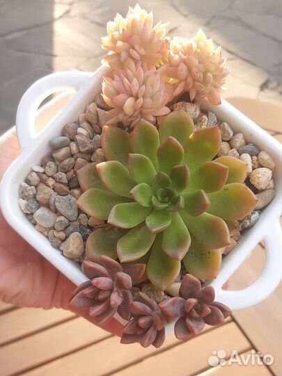 Суккуленты набор