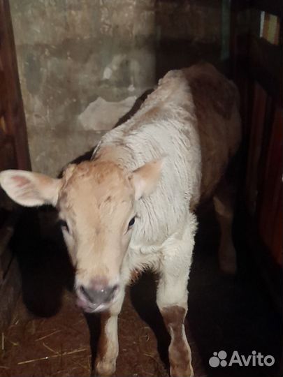 Телята,коровы