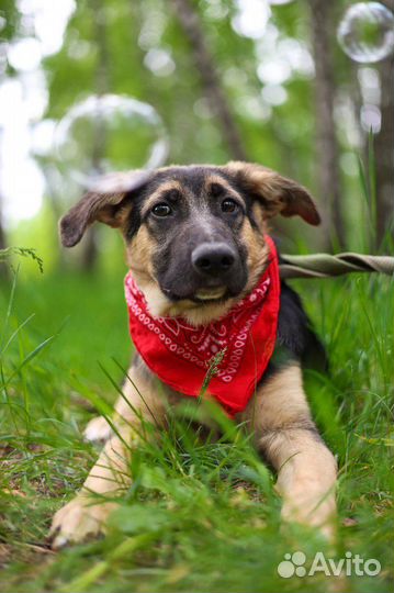 Щенок малыш Джун из приюта Некрасовка