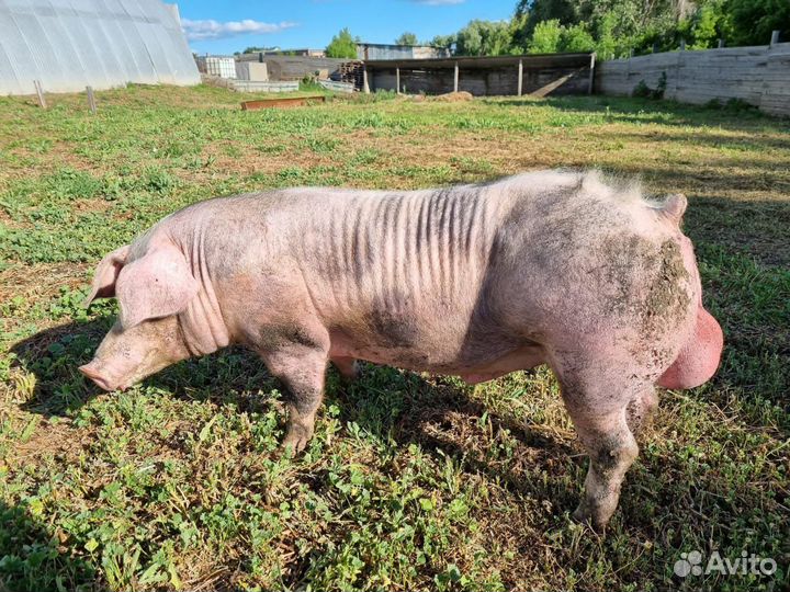 Поросята Семя хряка Искуственное осеменение