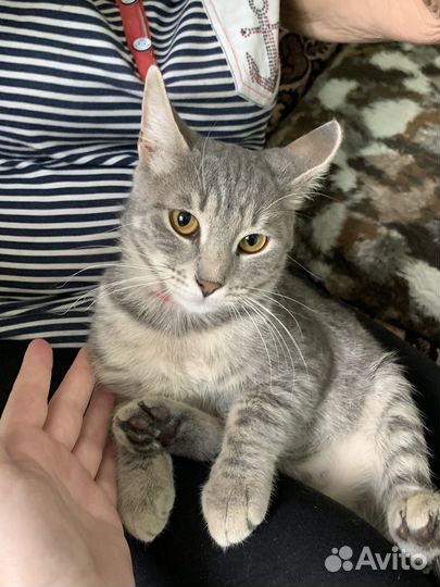 Котенок