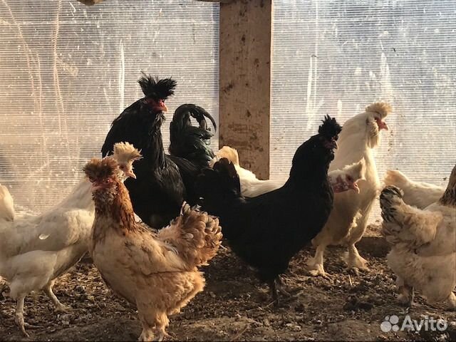 Инкубационное яйцо