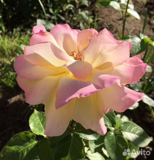 Роза Rosa 'Gloria Dei'