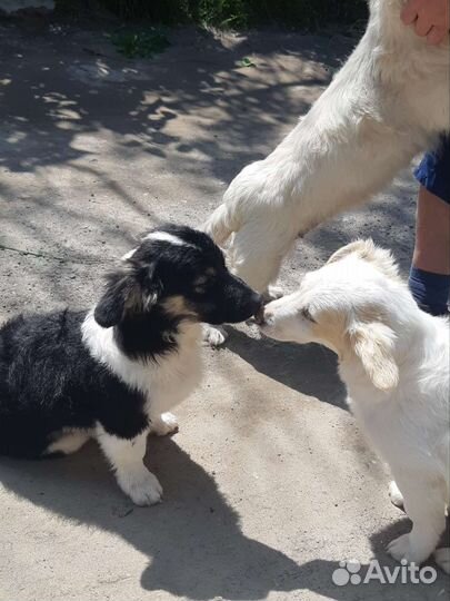 Щенки в добрые руки отдам бесплатно