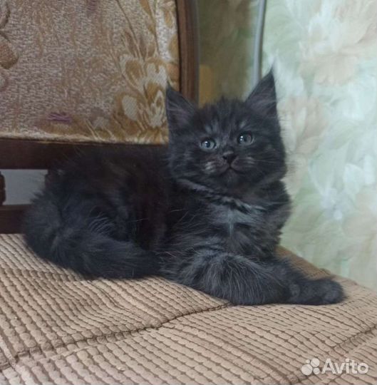Котята в дар