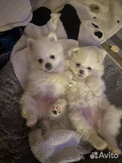 Щенки шпица