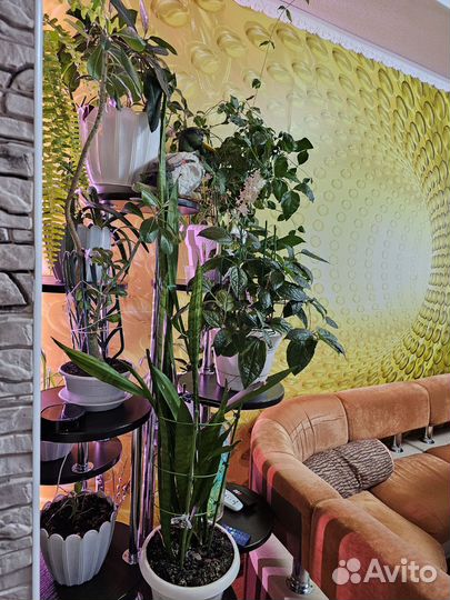 Комнатные цветы