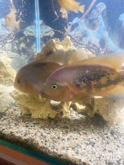 Радужная цихлозома