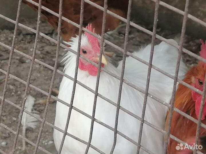 Молодые петухи