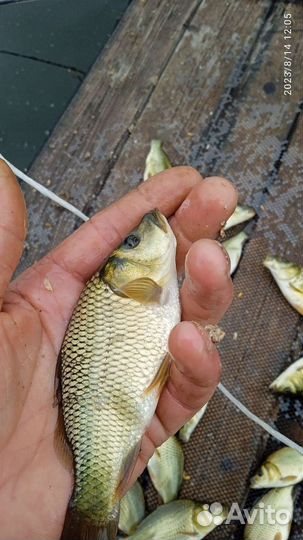 Малёк карпа этого года