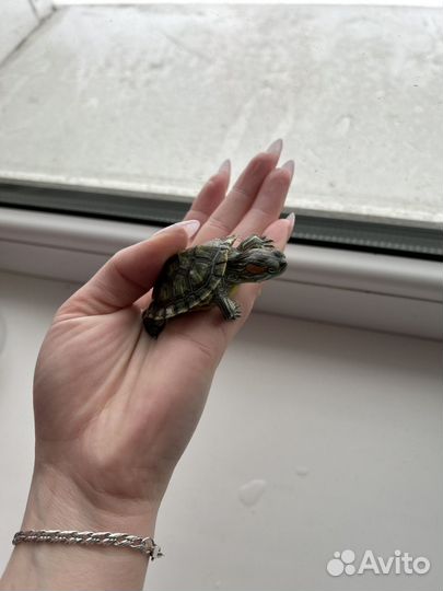 Красноухие черепахи