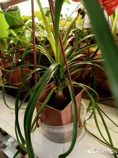 Комнатные растения