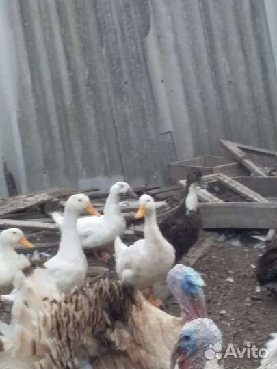 Продам уток, цесарок и крольчат