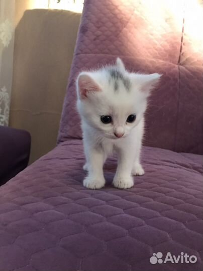 Британские котята