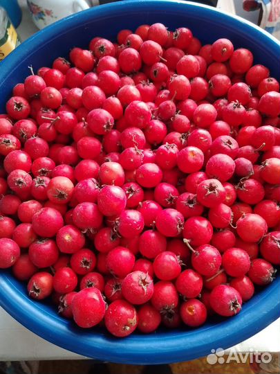 Боярышник ягода боярка плоды