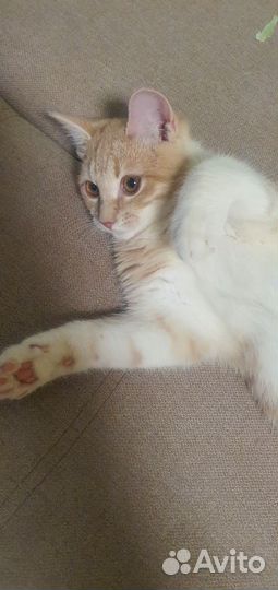 Кошка